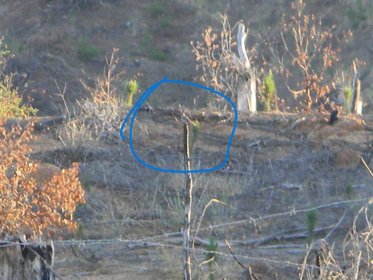 Diuca Finch - ML629838782