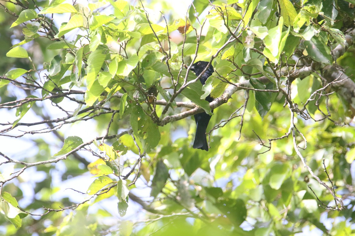 Short-tailed Drongo - ML629838928