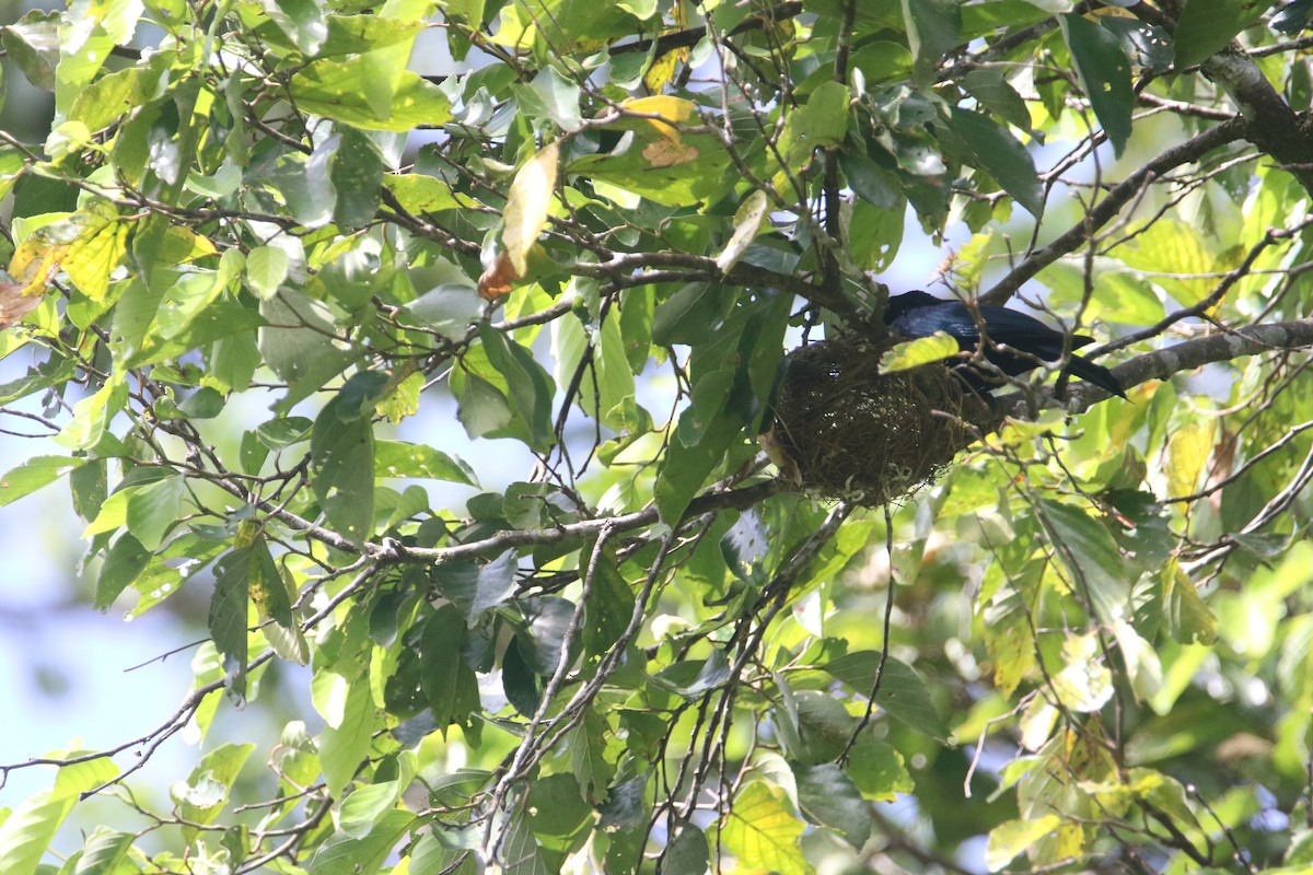 Short-tailed Drongo - ML629838950