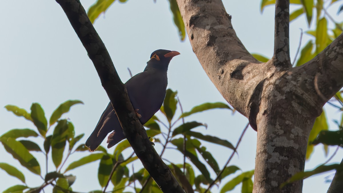 Common Hill Myna (Common) - ML629839112