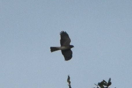 Sharp-shinned Hawk (Caribbean) - ML629839512