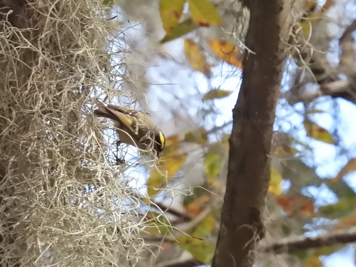 Golden-crowned Kinglet - ML629839773
