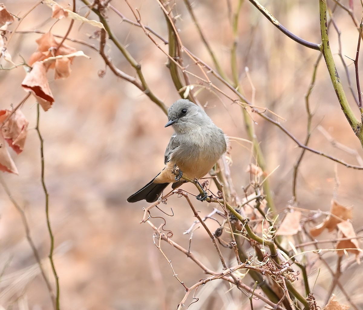 Say's Phoebe - ML629840039