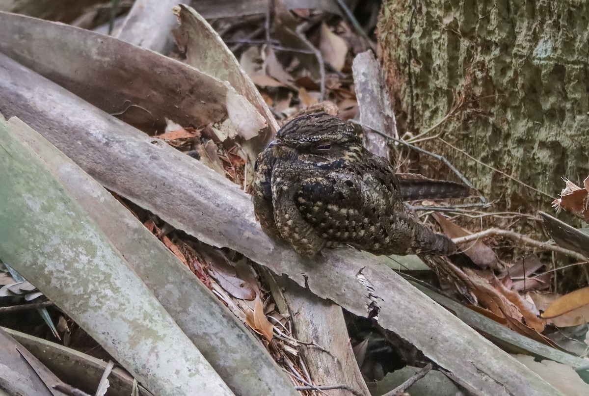 Chuck-will's-widow - ML629840094