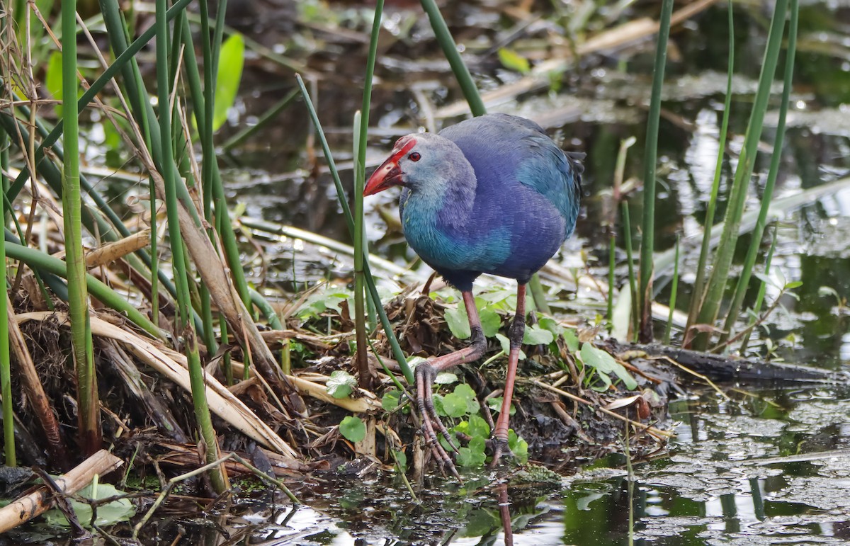 Pollo sultano testagrigia - ML629840115