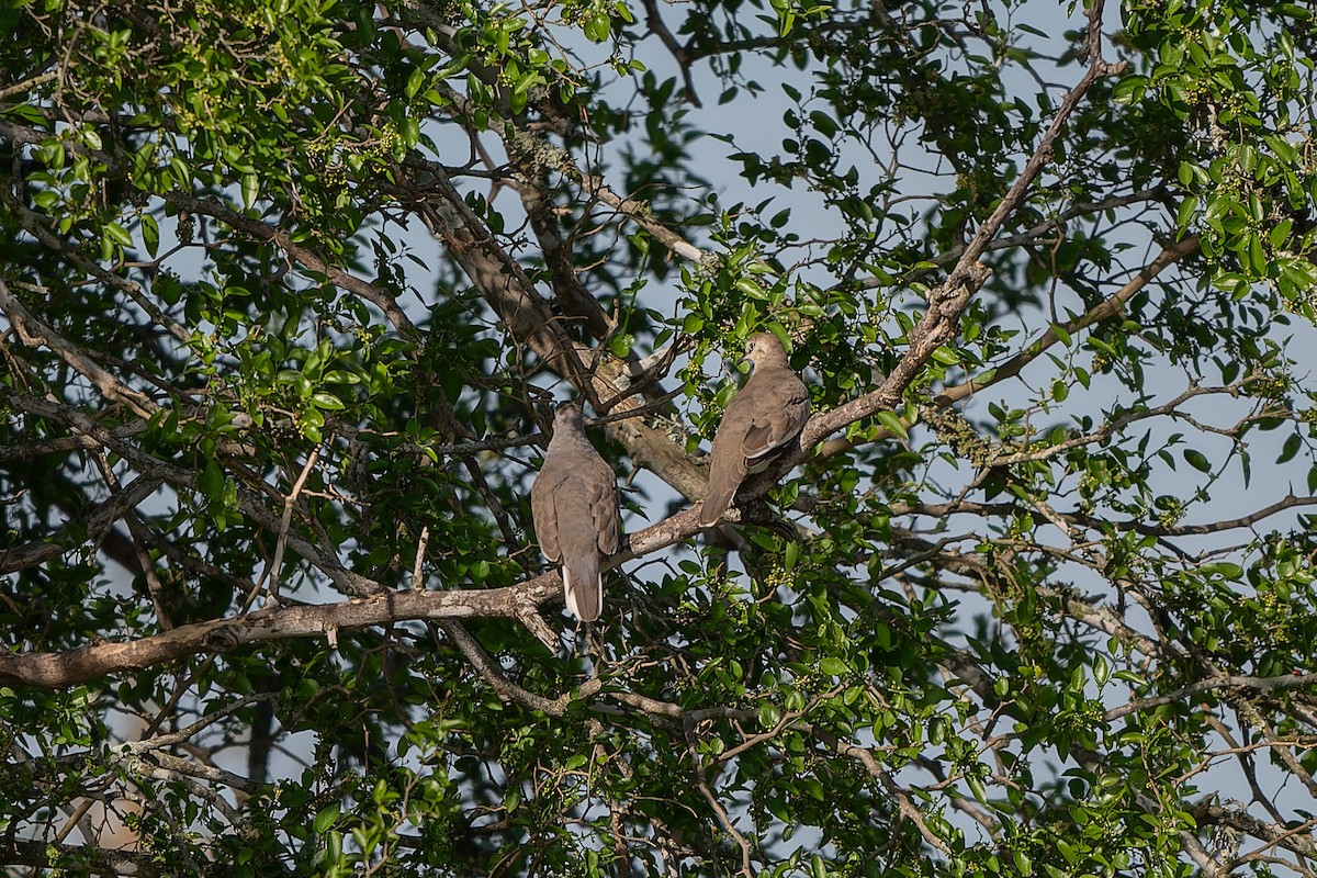 Picui Ground Dove - ML629840127