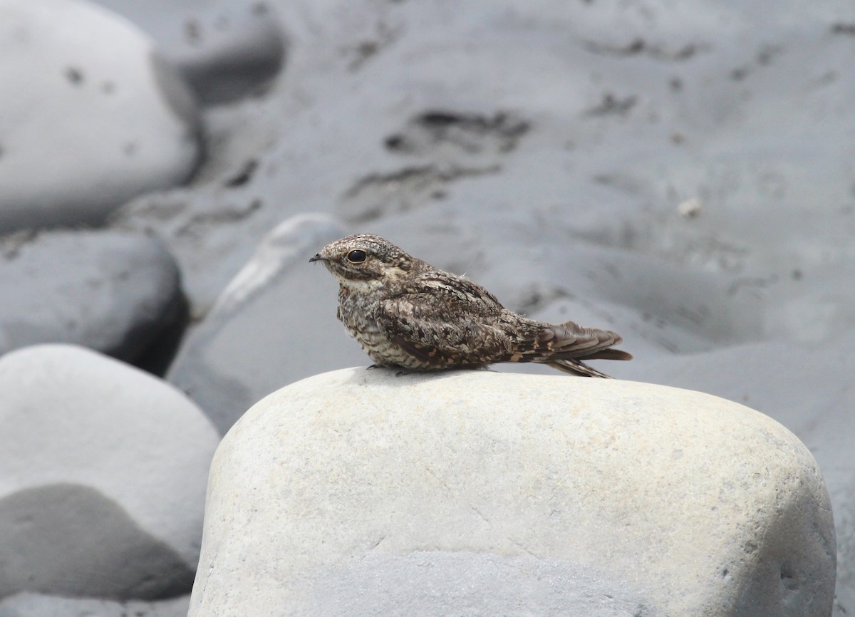 Lesser Nighthawk - ML629840180