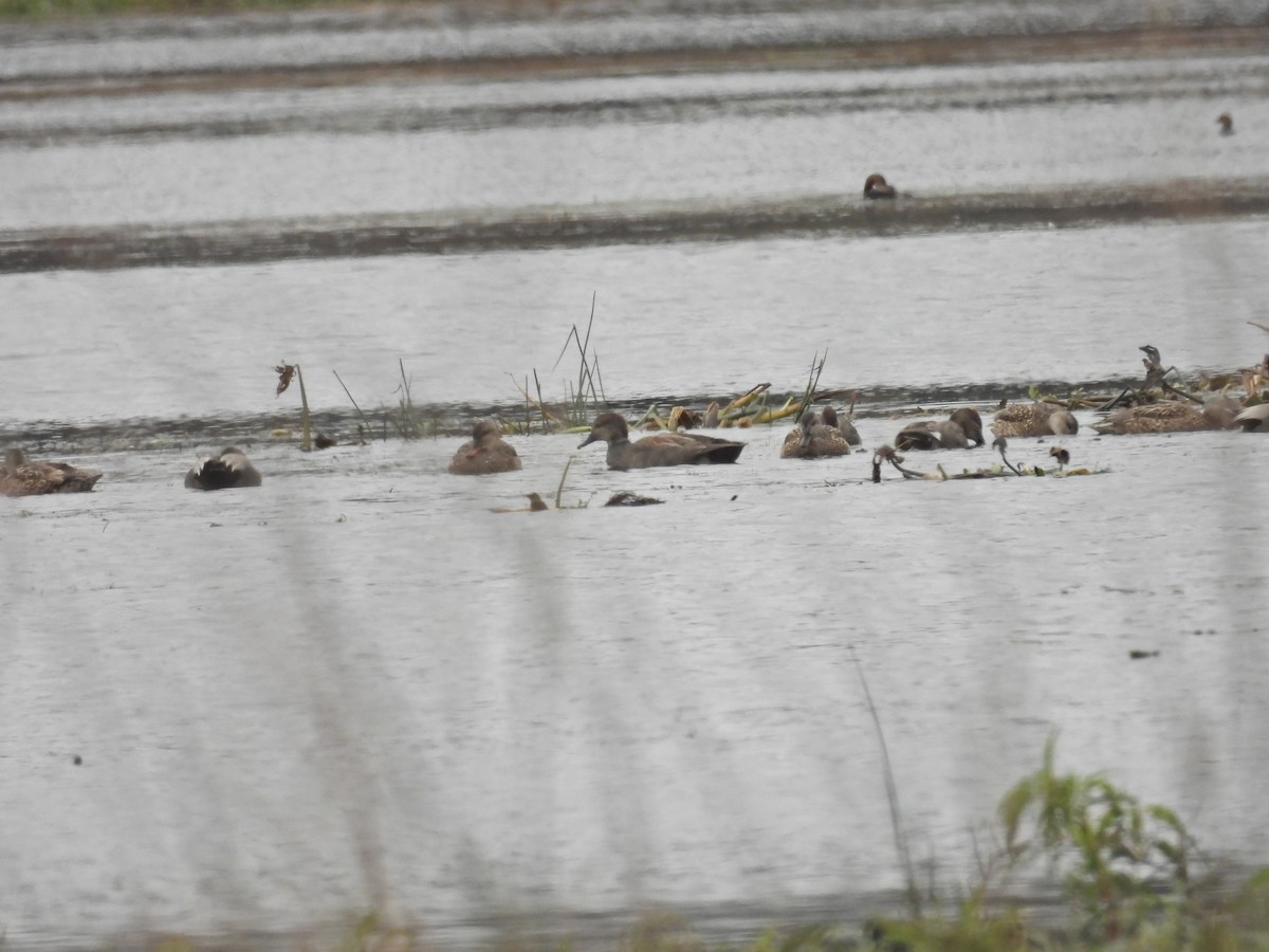 Gadwall - ML629840287