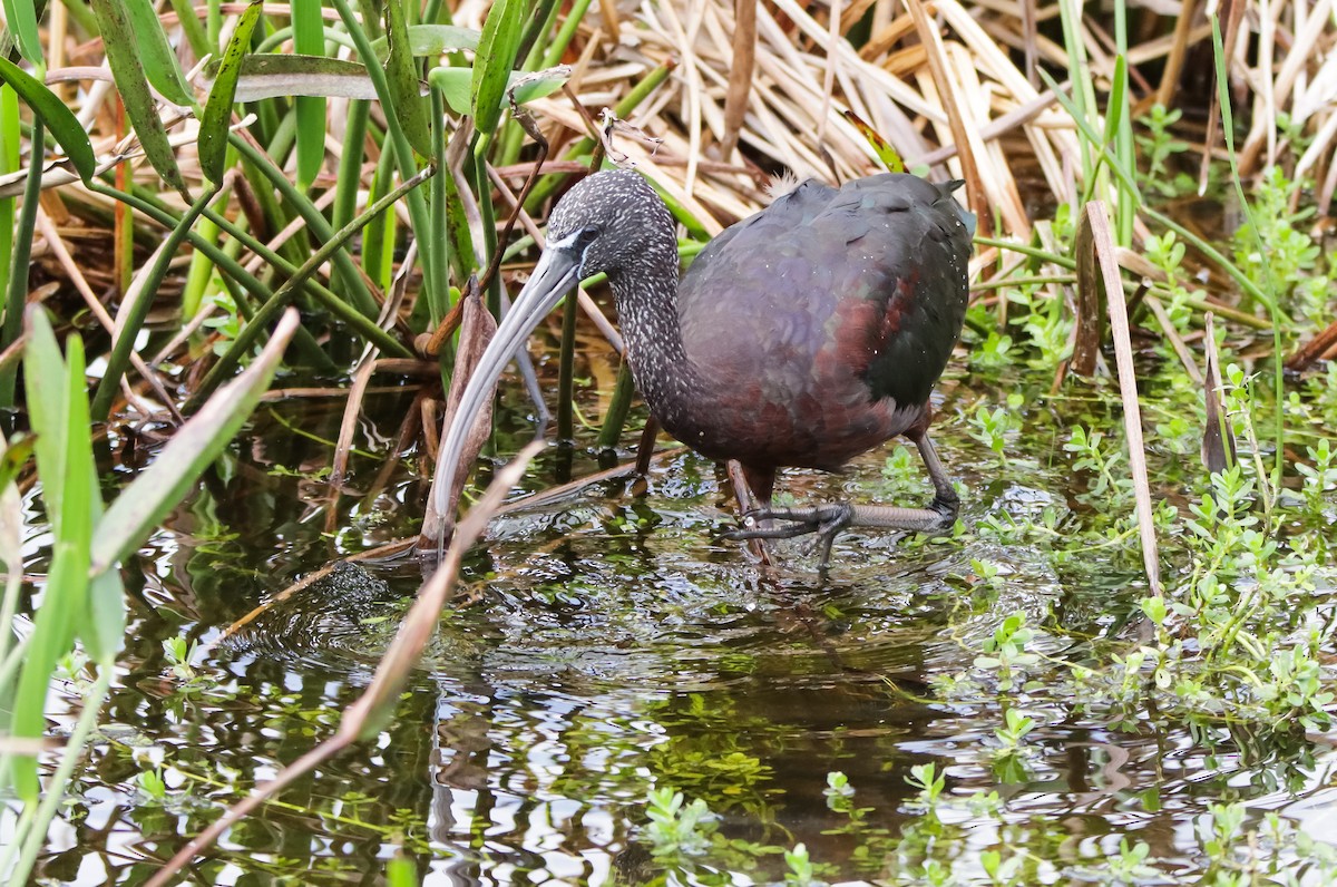 Mignattaio - ML629840314