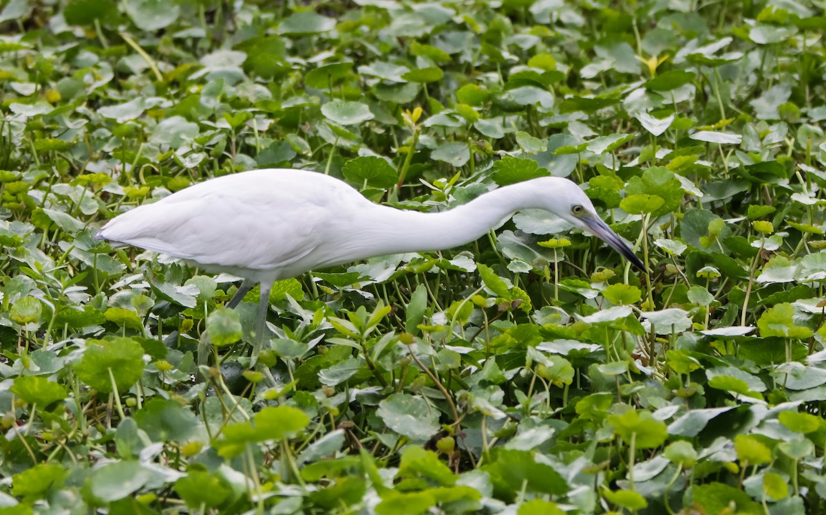 Little Blue Heron - ML629840409