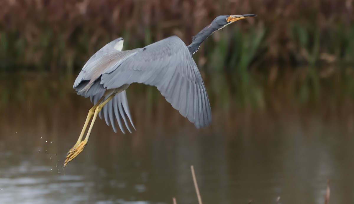 Tricolored Heron - ML629840516