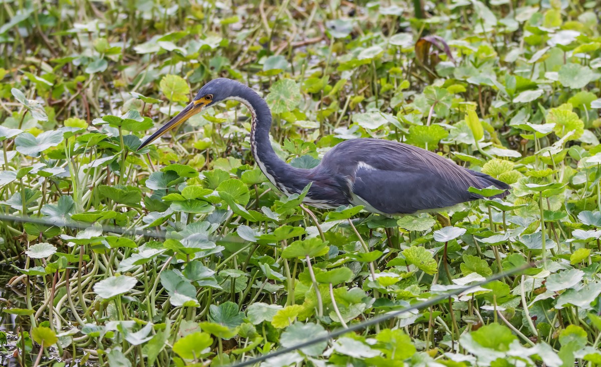 Tricolored Heron - ML629840517