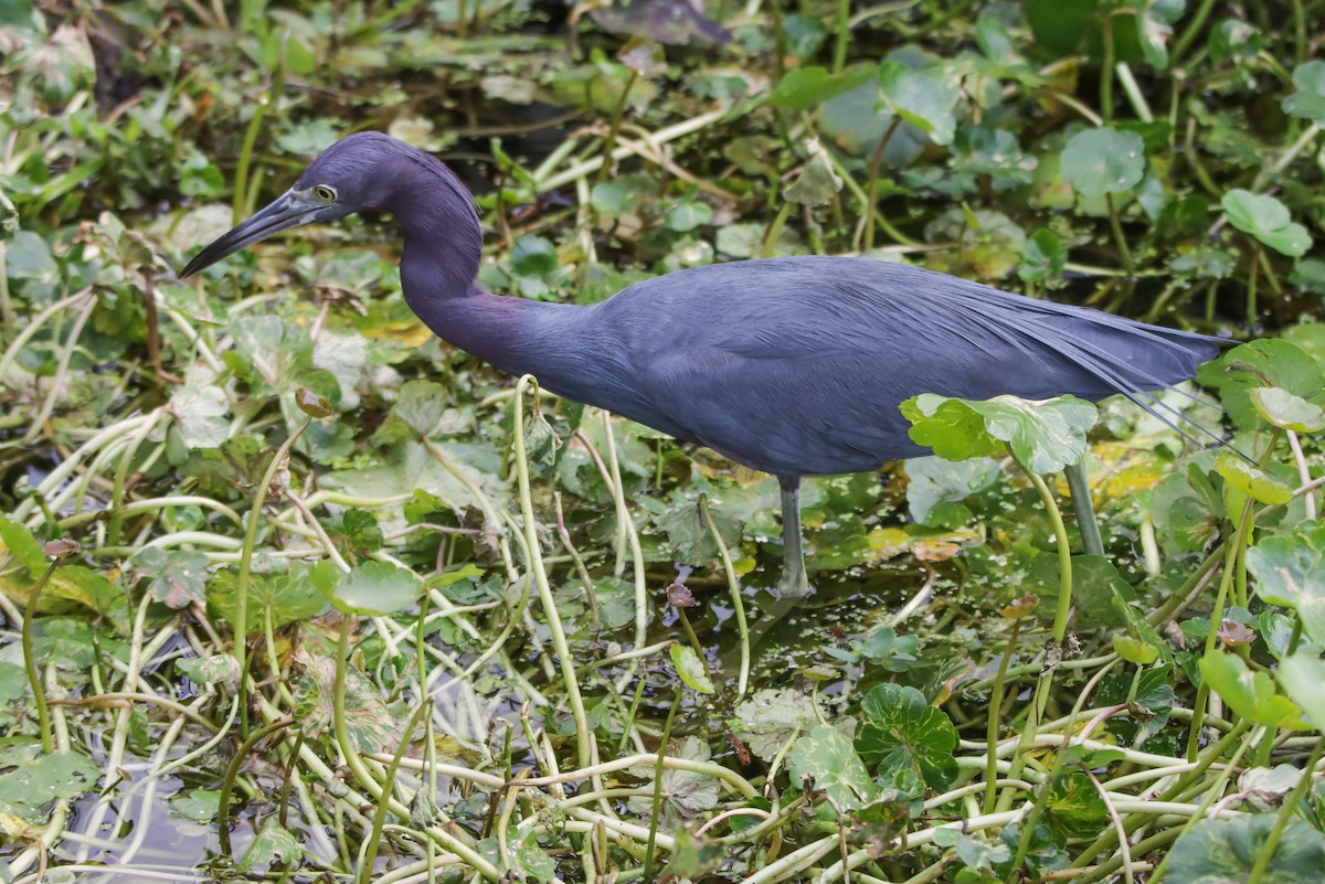 Little Blue Heron - ML629840625