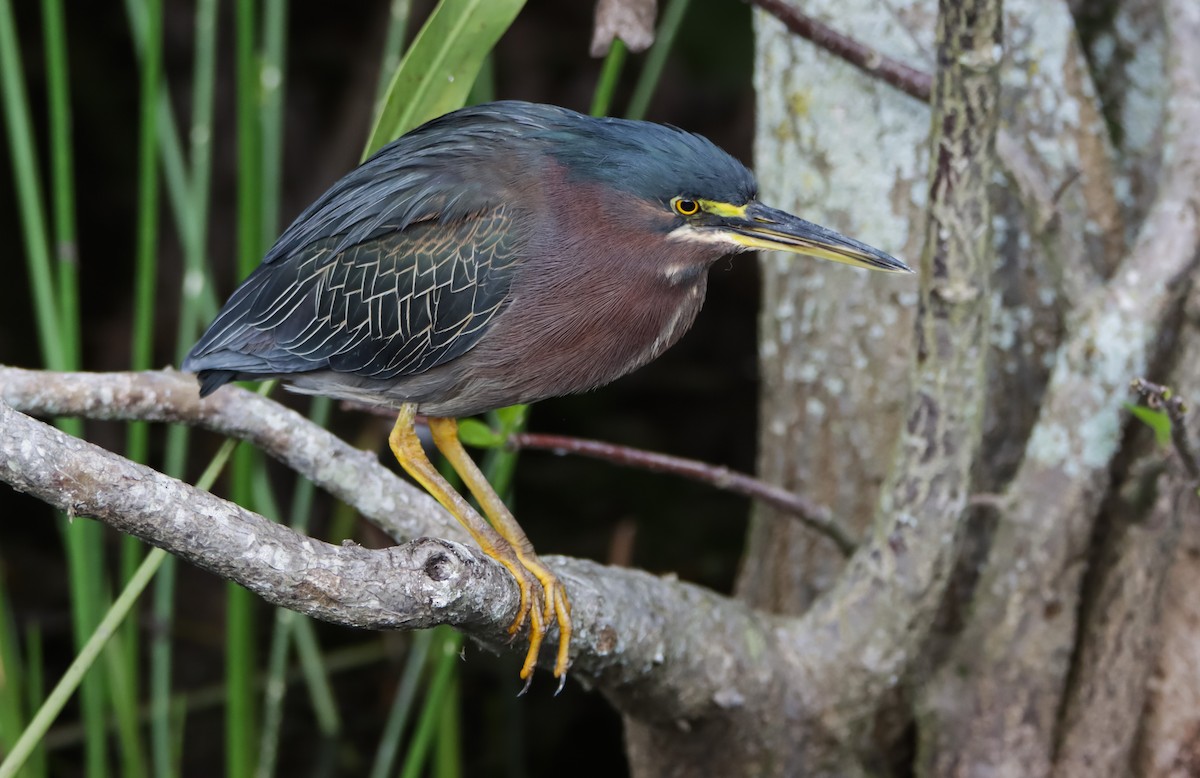 Airone verde - ML629840643