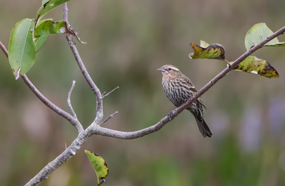 Red-winged Blackbird - ML629840705