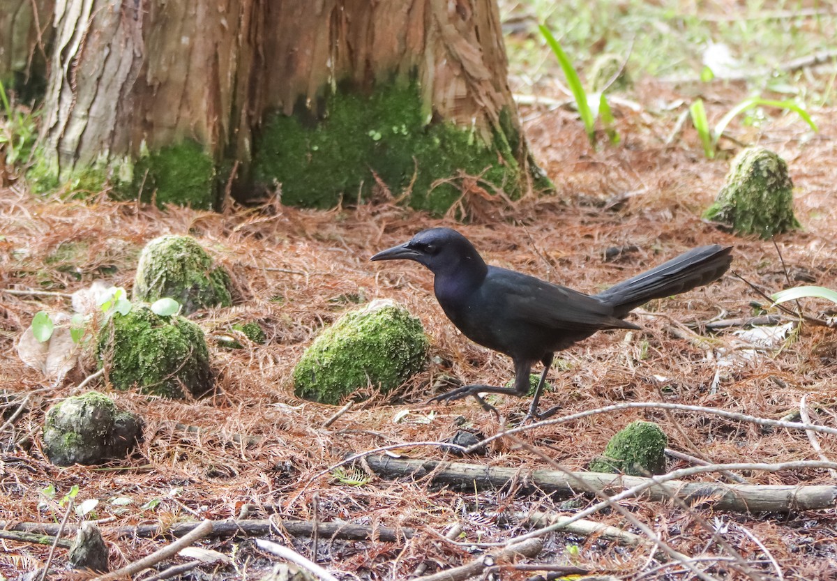 Boat-tailed Grackle - ML629840748