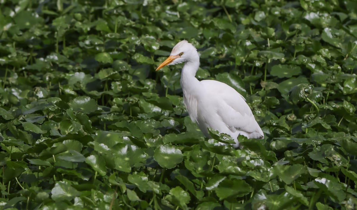 Airone guardabuoi - ML629840762