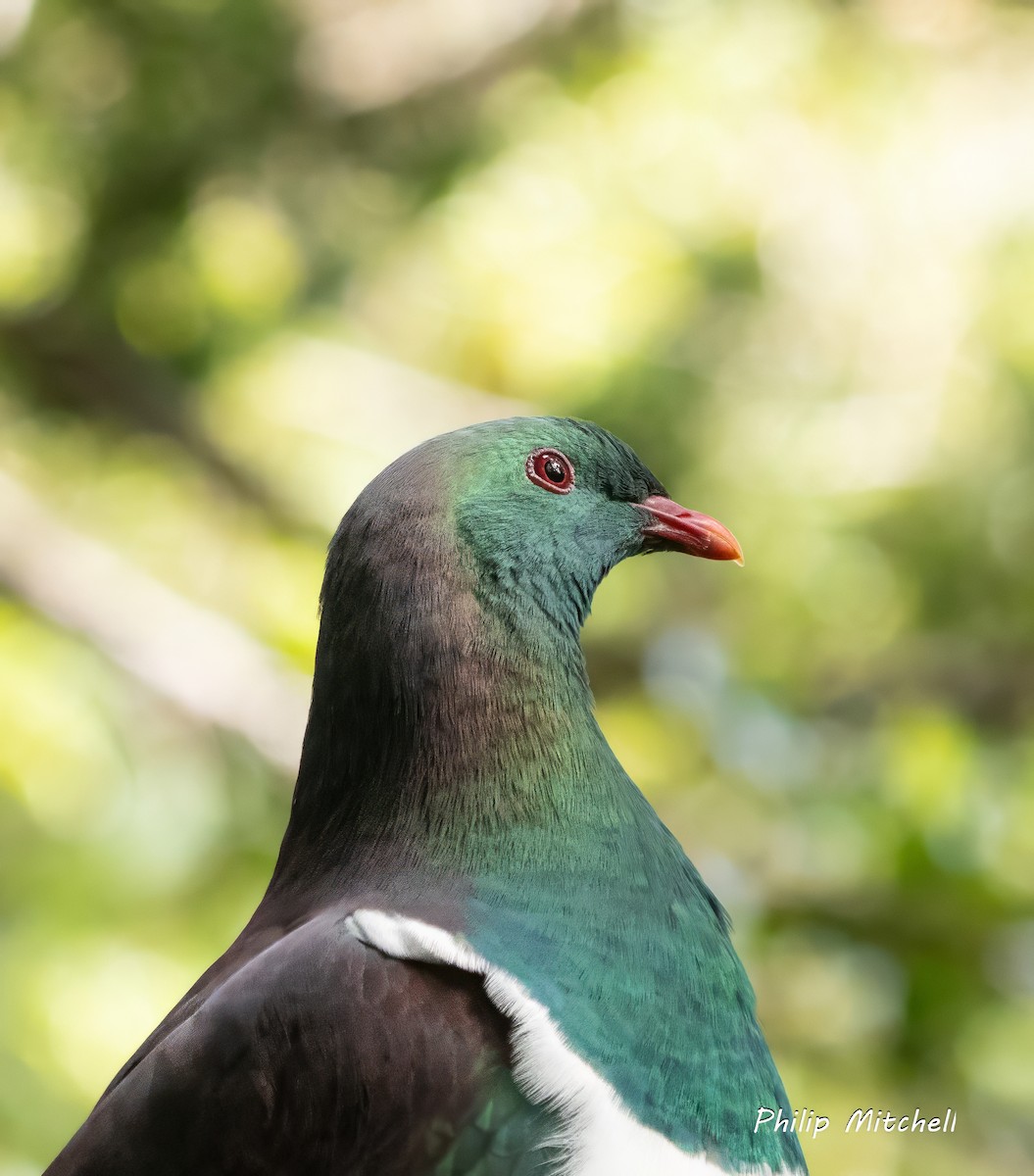 New Zealand Pigeon - ML629840771