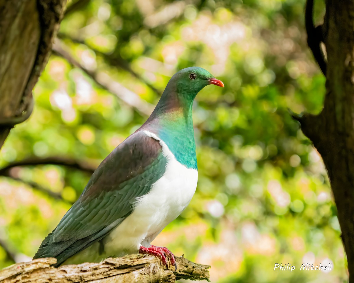 New Zealand Pigeon - ML629840772