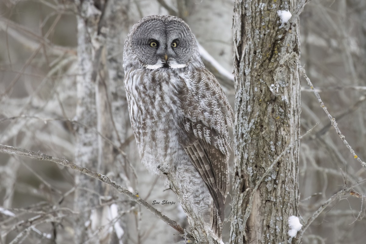 Great Gray Owl - ML629840835