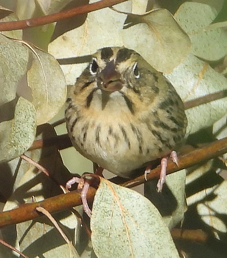 Henslow's Sparrow - ML629840848