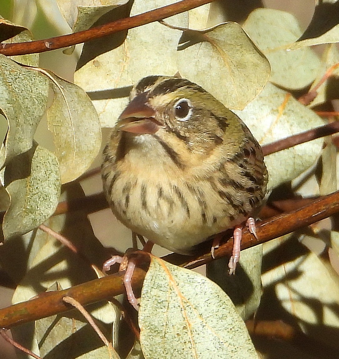 Henslow's Sparrow - ML629840852