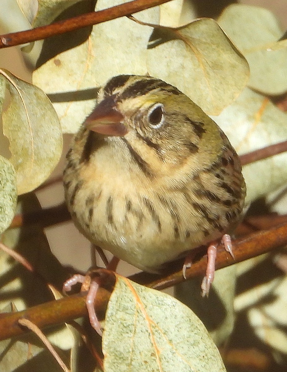 Henslow's Sparrow - ML629840853