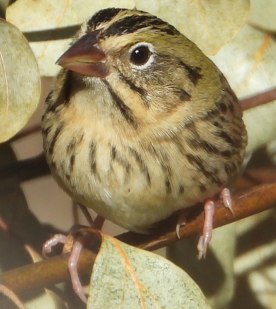 Henslow's Sparrow - ML629840858