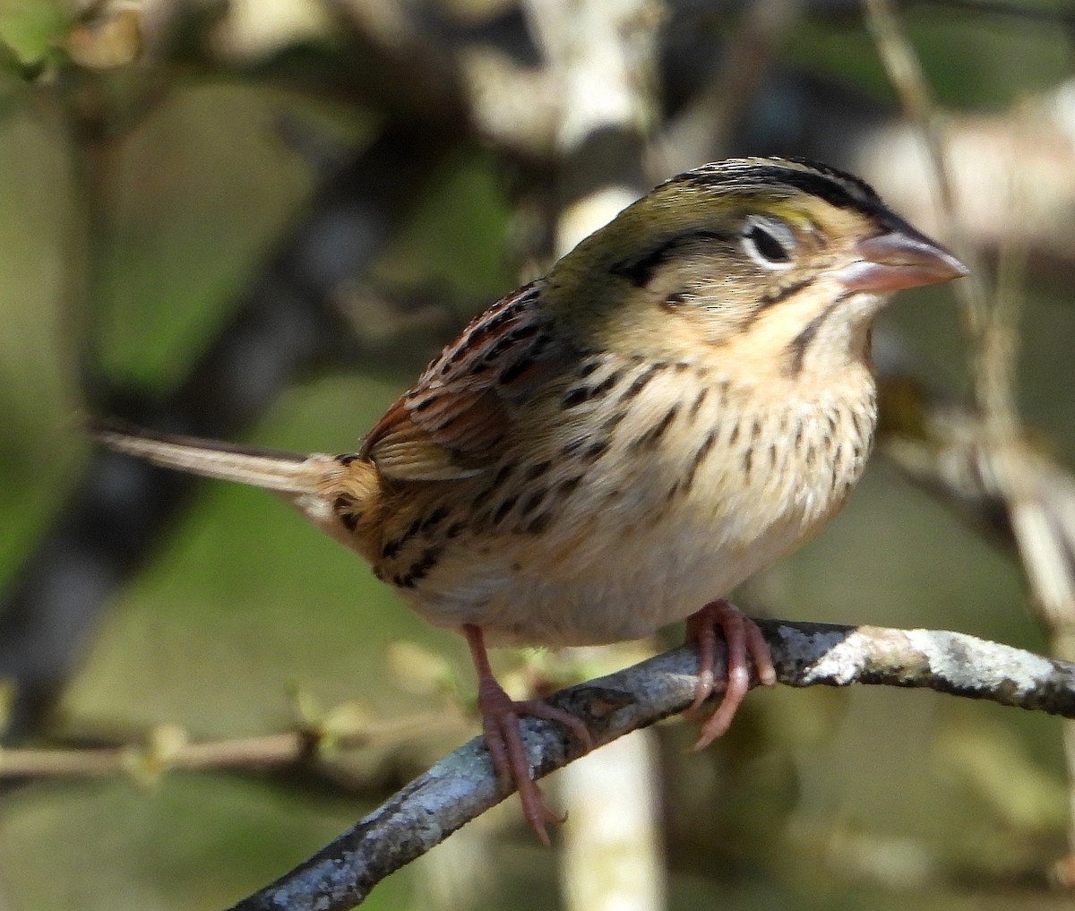 Henslow's Sparrow - ML629840862