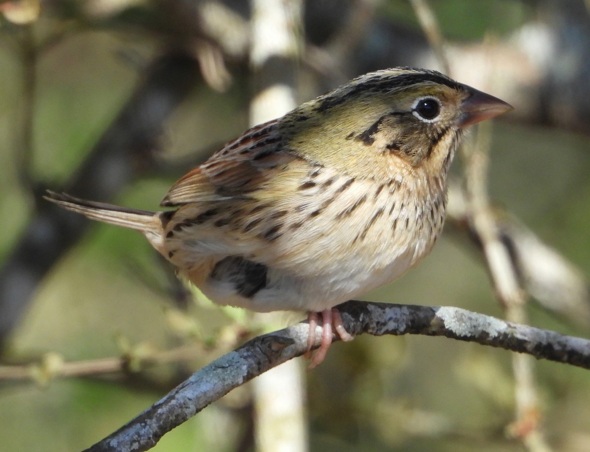 Henslow's Sparrow - ML629840865