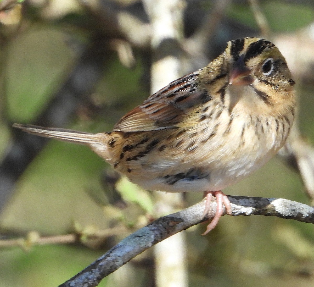Henslow's Sparrow - ML629840867