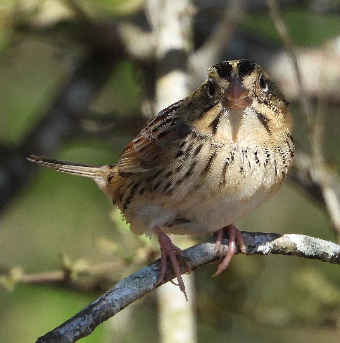 Henslow's Sparrow - ML629840870