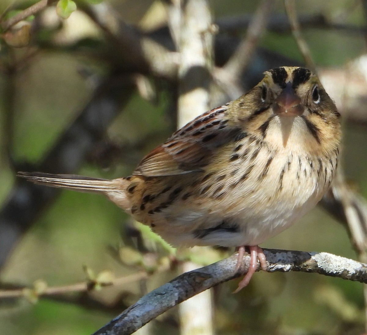 Henslow's Sparrow - ML629840872