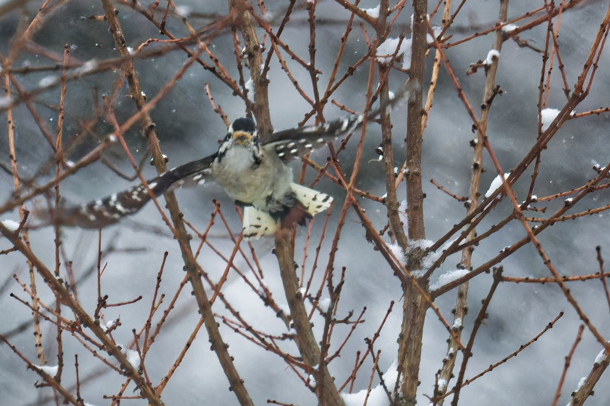 Downy Woodpecker - ML629841085