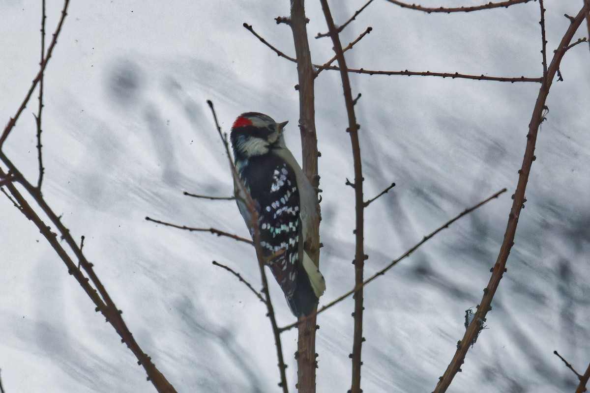 Downy Woodpecker - ML629841095