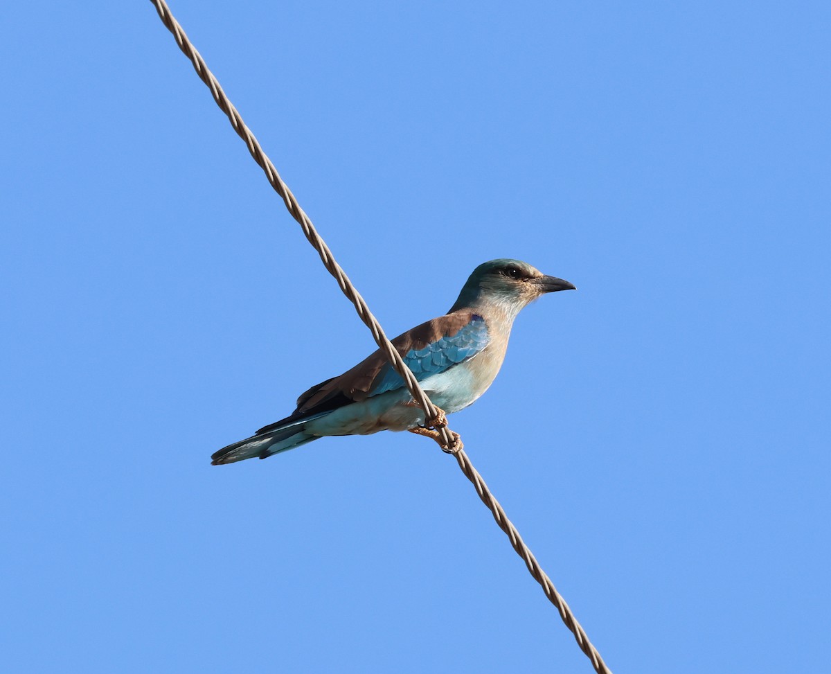 Өрнийн зүсэг - ML629841100