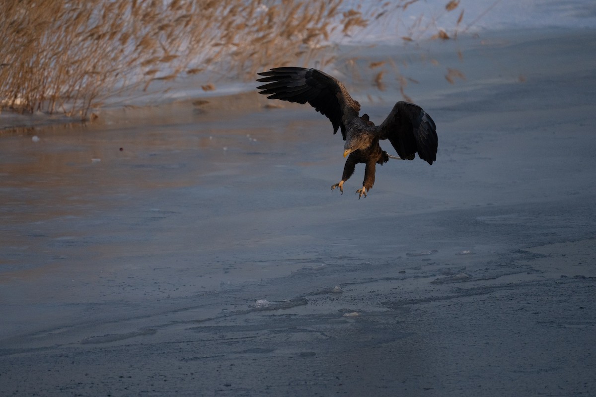 White-tailed Eagle - ML629841120