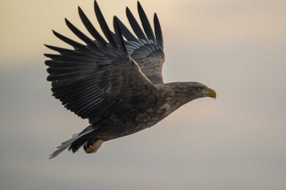 White-tailed Eagle - ML629841121