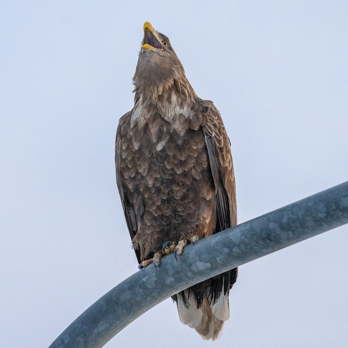 White-tailed Eagle - ML629841122