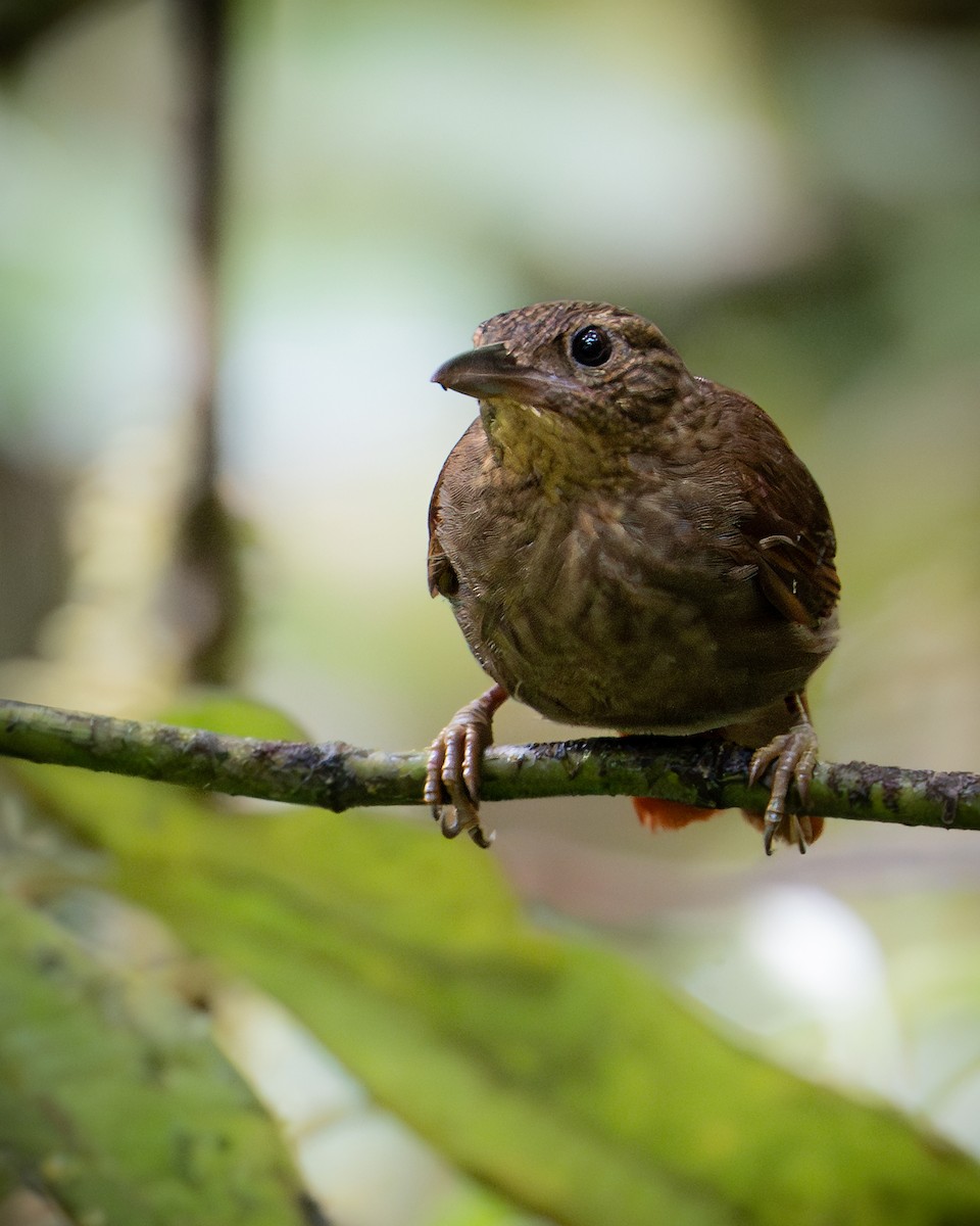 Ochre-throated Foliage-gleaner - ML629841178