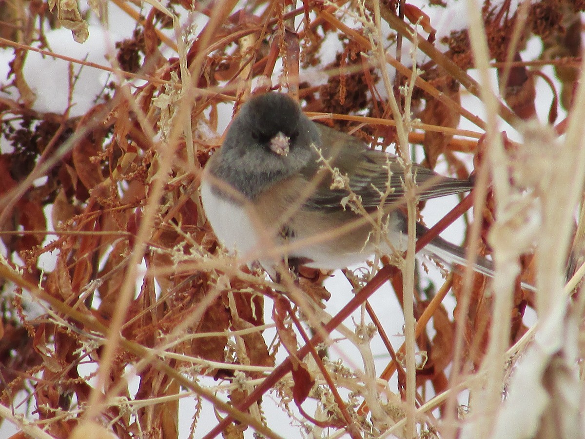 Юнко сірий - ML629841498