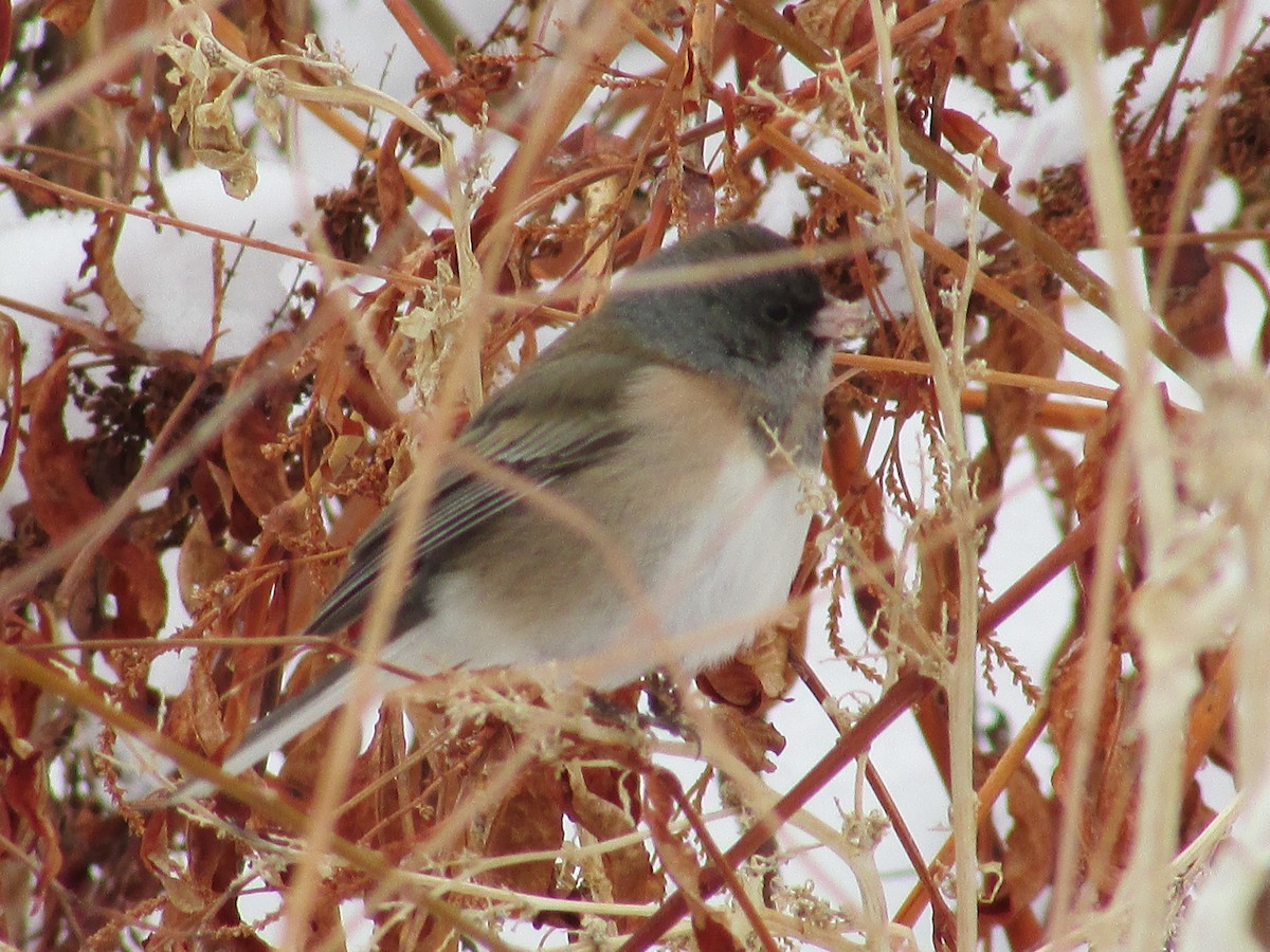 Юнко сірий - ML629841500