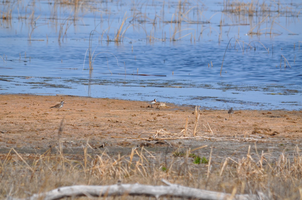 Wilson's Phalarope - ML629841838