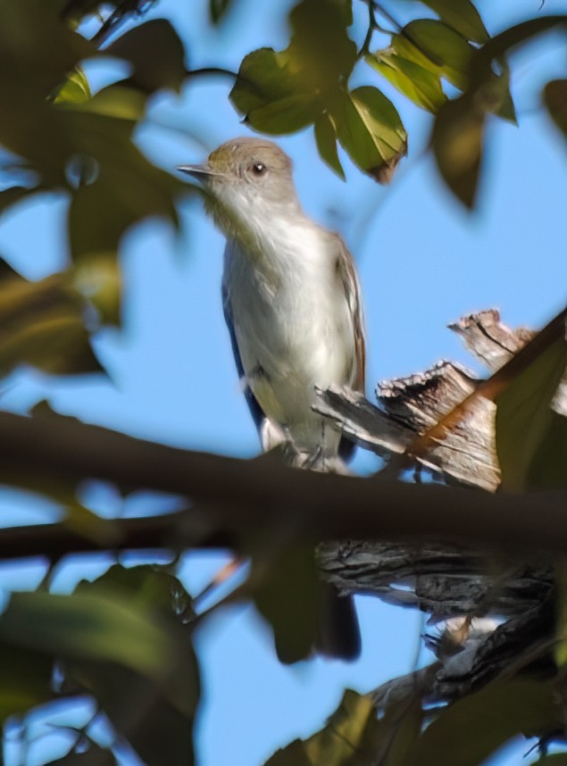 La Sagra's Flycatcher - ML629841889