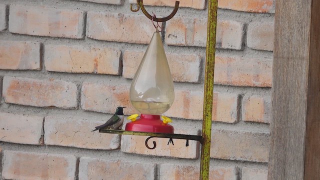Blue-throated Hillstar - ML629841922
