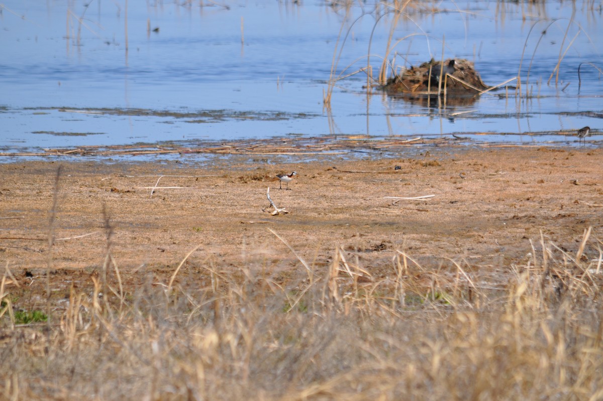 Wilson's Phalarope - ML629841972