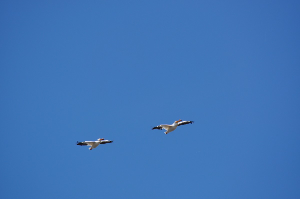 American White Pelican - ML629842002