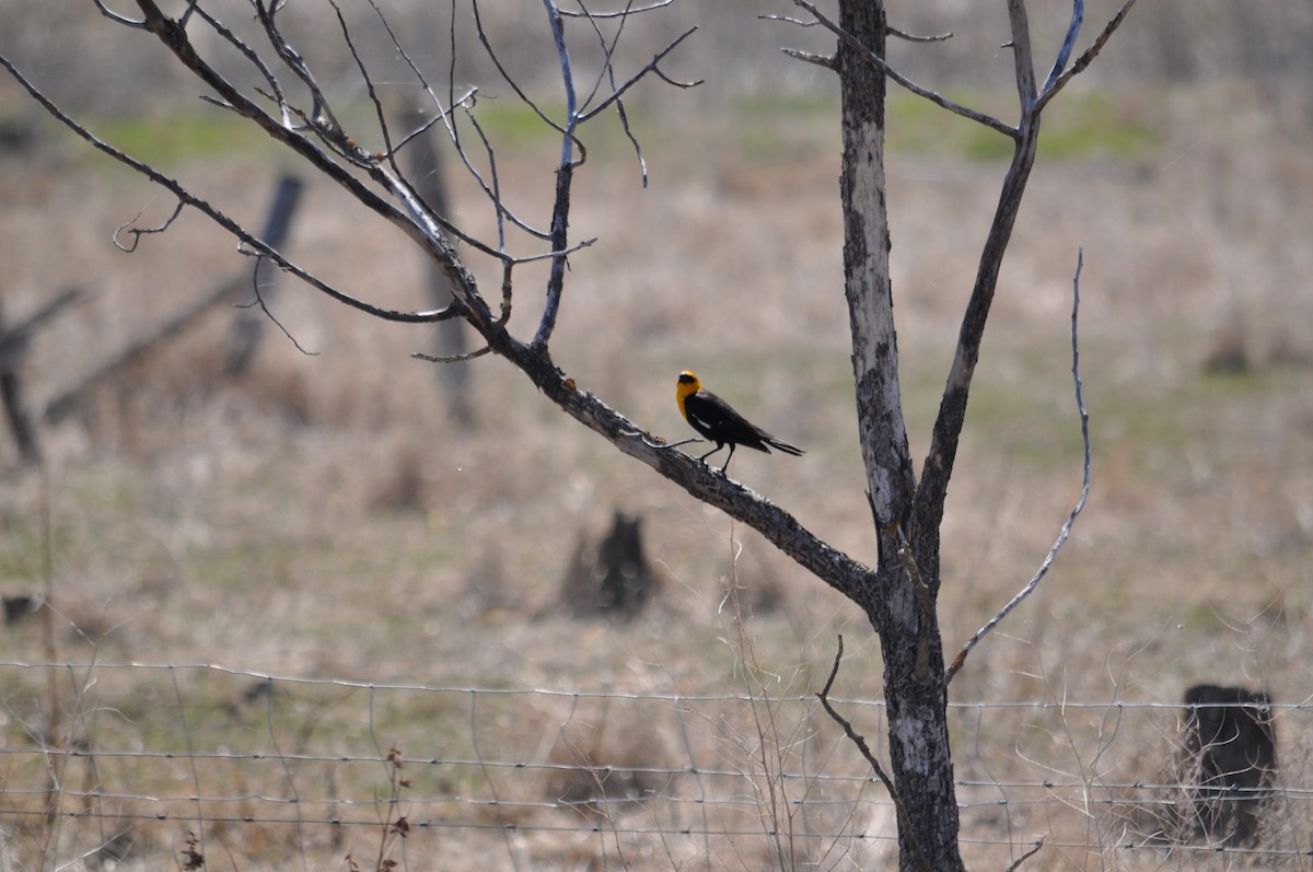 Yellow-headed Blackbird - ML629842019
