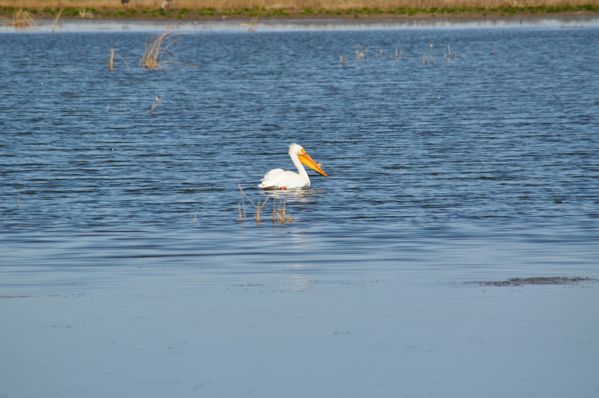 American White Pelican - ML629842060