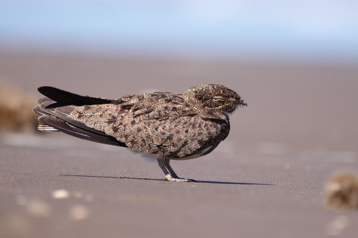 Nacunda Nighthawk - ML629842095